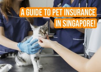 Pet insurance