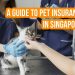Pet insurance